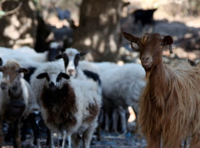 The Greek sheep and goat cull makes people worried that there won't be enough feta cheese